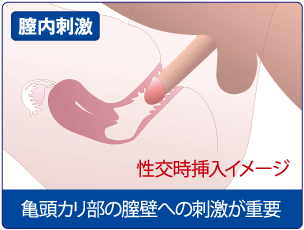 性行為時のペニス挿入イメージ図です。亀頭カリ部の膣壁への刺激が重要です。